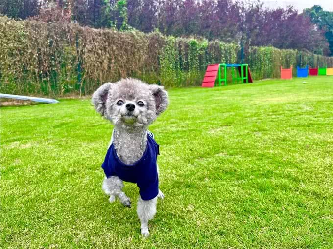 犬副流感病毒感染小知识