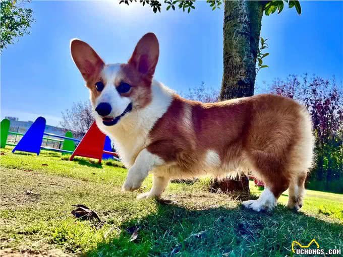 犬副流感病毒感染小知识