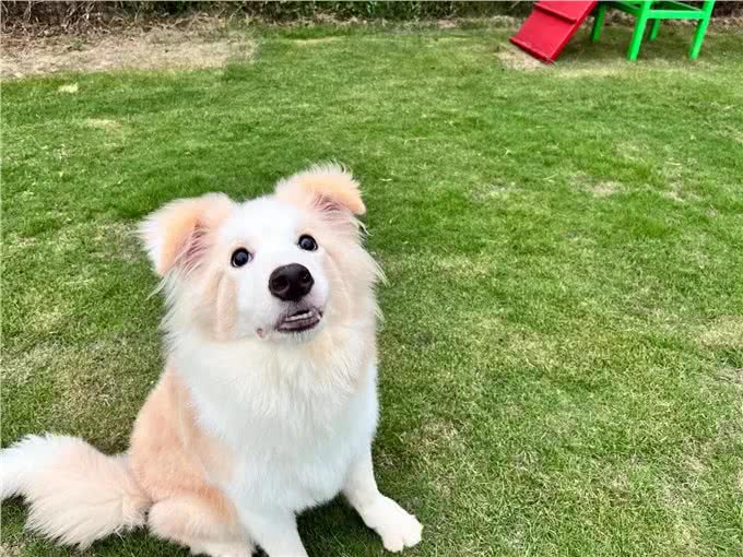 犬副流感病毒感染小知识