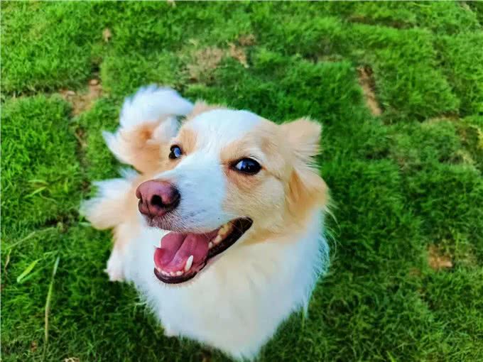 犬副流感病毒感染小知识