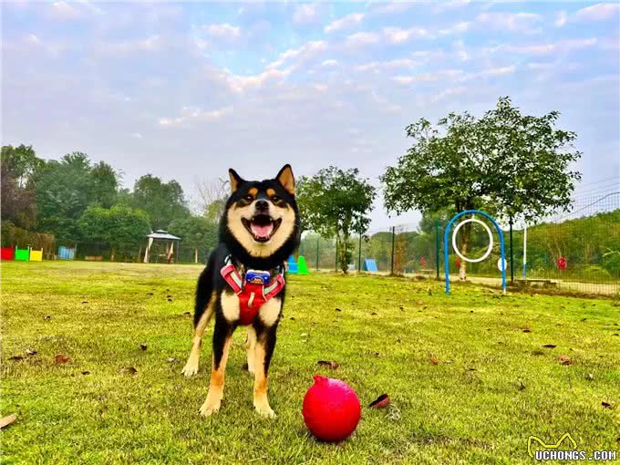 犬副流感病毒感染小知识