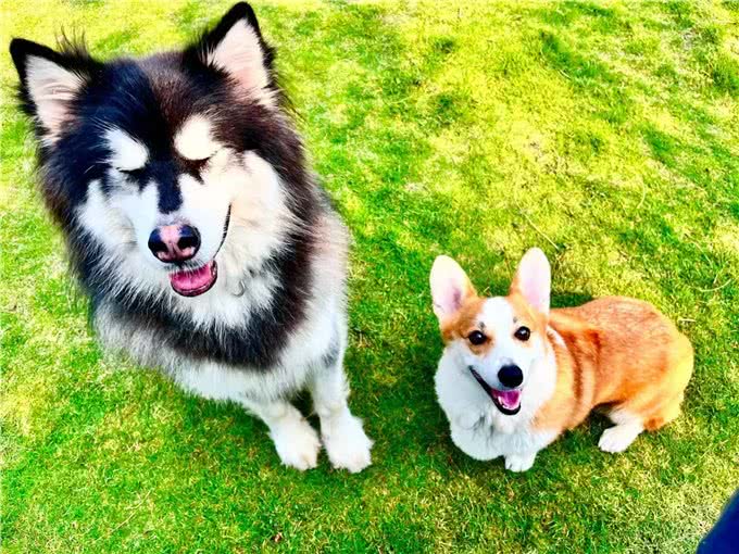 犬副流感病毒感染小知识