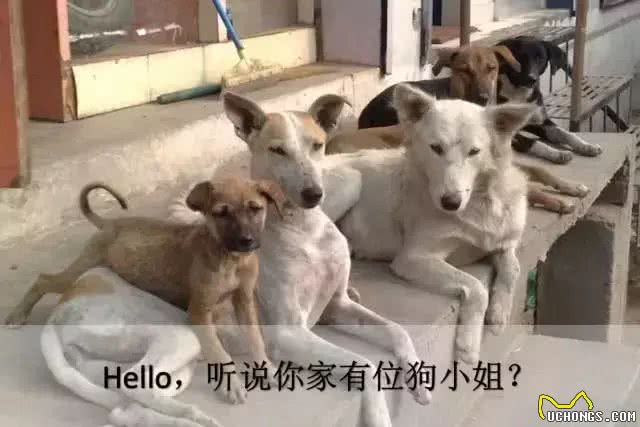 干货-狗狗绝育优缺点及手术前后护理指南