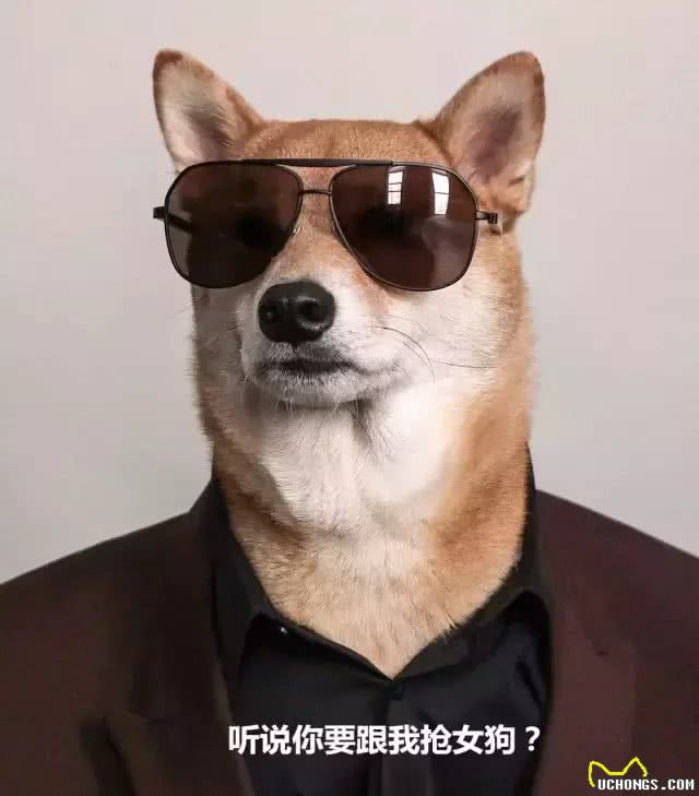 干货-狗狗绝育优缺点及手术前后护理指南