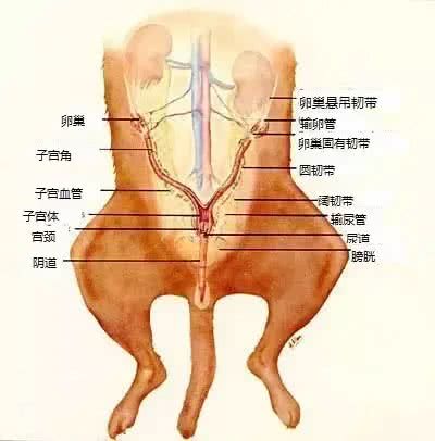 干货-狗狗绝育优缺点及手术前后护理指南