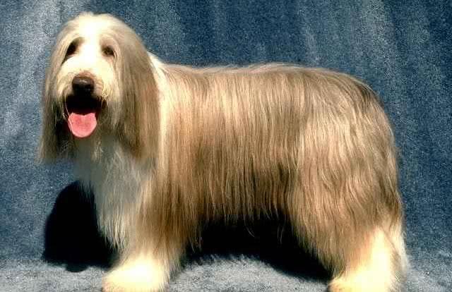 世界名犬—长须柯利牧羊犬(畜牧犬)