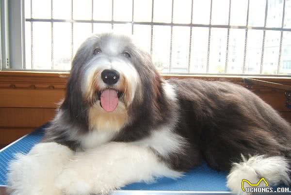 世界名犬—长须柯利牧羊犬(畜牧犬)