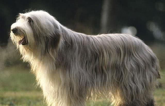 世界名犬—长须柯利牧羊犬(畜牧犬)