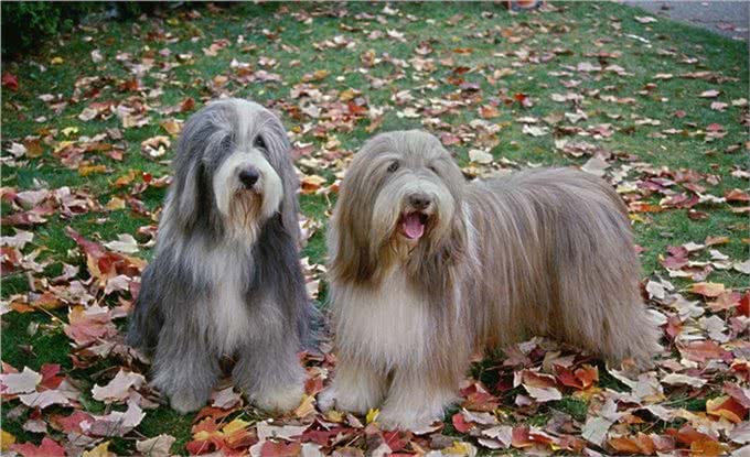 世界名犬—长须柯利牧羊犬(畜牧犬)