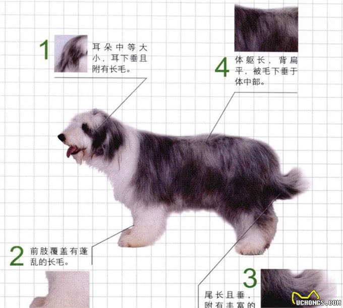 世界名犬—长须柯利牧羊犬(畜牧犬)