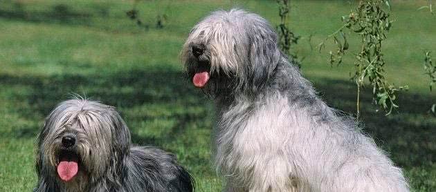 世界名犬—长须柯利牧羊犬(畜牧犬)