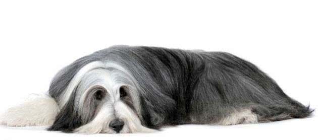 世界名犬—长须柯利牧羊犬(畜牧犬)