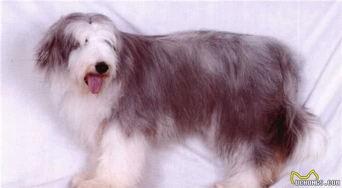 世界名犬—长须柯利牧羊犬(畜牧犬)