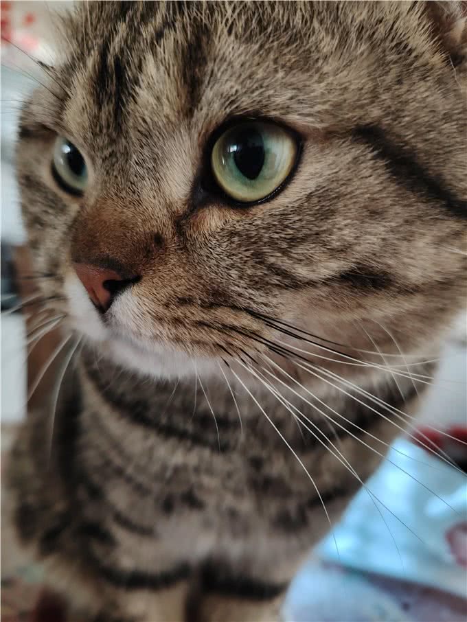 猫猫世界的诡异和神奇