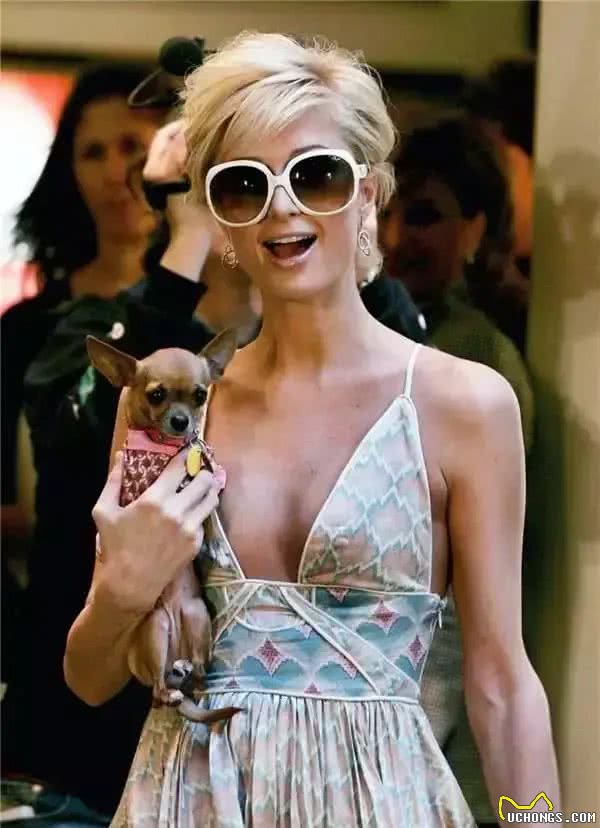 茶杯犬的黑幕,叫它们杯具犬可能更合适