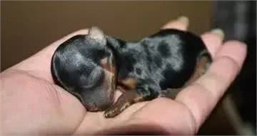 茶杯犬的黑幕,叫它们杯具犬可能更合适