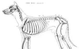 茶杯犬的黑幕,叫它们杯具犬可能更合适