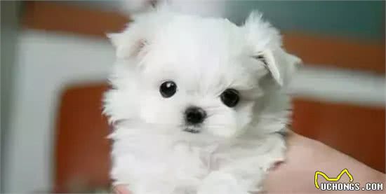 茶杯犬的黑幕,叫它们杯具犬可能更合适