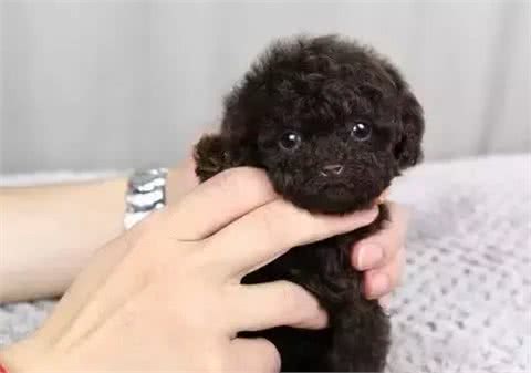 茶杯犬的黑幕,叫它们杯具犬可能更合适