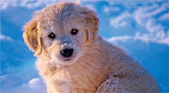 最讨UK人民欢心的狗狗有哪些?