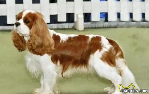 最讨UK人民欢心的狗狗有哪些?