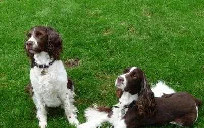 最讨UK人民欢心的狗狗有哪些?