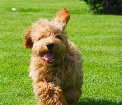 最讨UK人民欢心的狗狗有哪些?