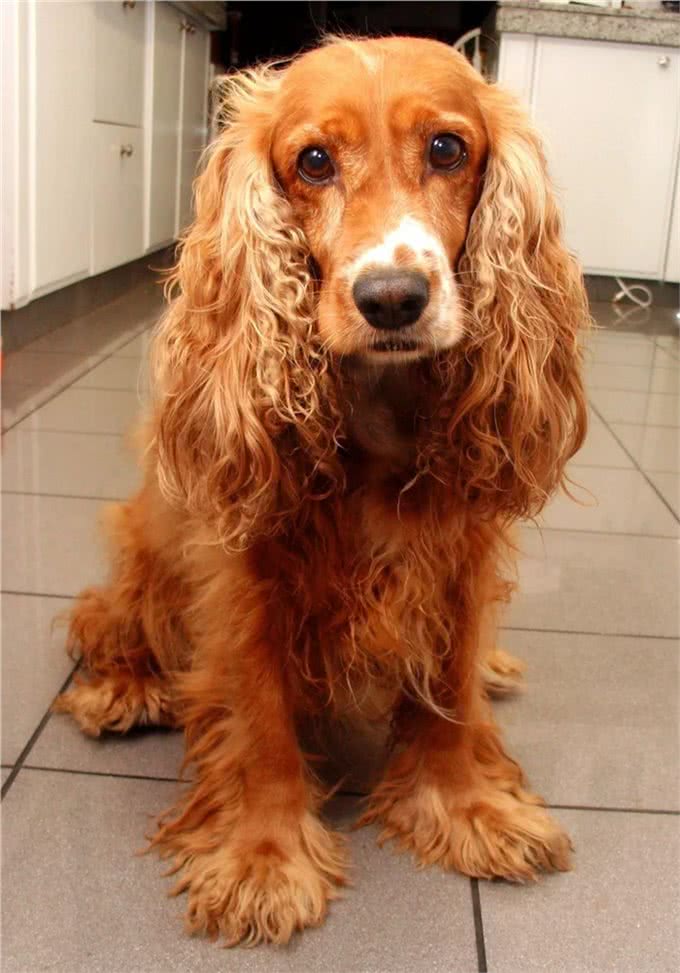 最讨UK人民欢心的狗狗有哪些?