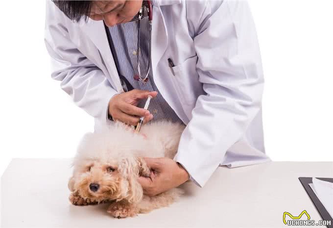 比熊犬的正确饲养方式，你做到几点?