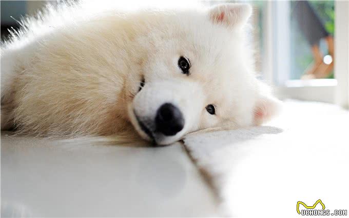 蠢萌萨摩耶的正确训练方式,听说调皮的雪橇都不太听话哦!