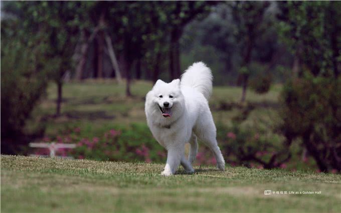 蠢萌萨摩耶的正确训练方式,听说调皮的雪橇都不太听话哦!