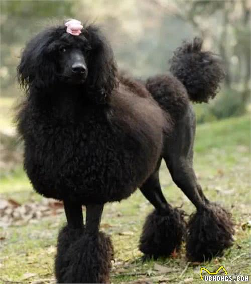 从安阳王贵宾犬谈起