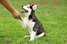 从安阳王贵宾犬谈起