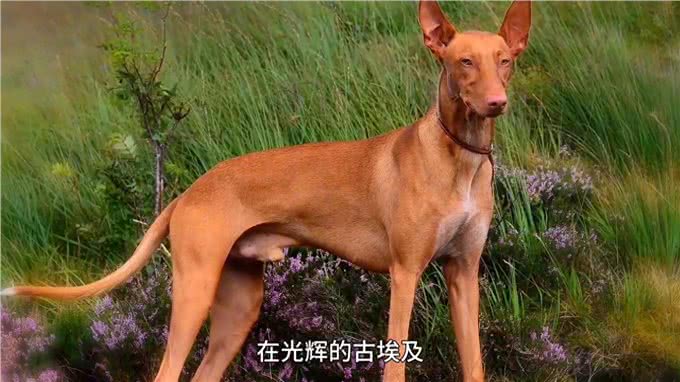 地球上跑得最快的狗，真的有狗能追上猎豹吗?