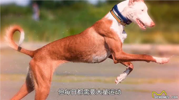 地球上跑得最快的狗，真的有狗能追上猎豹吗?