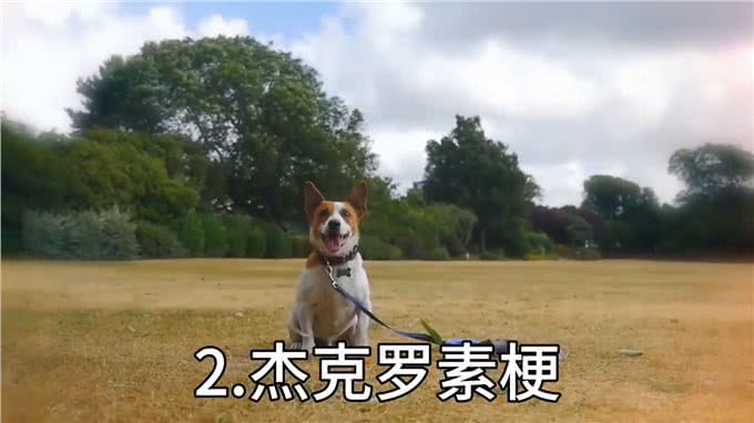 地球上跑得最快的狗，真的有狗能追上猎豹吗?