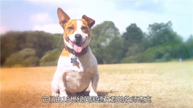 地球上跑得最快的狗，真的有狗能追上猎豹吗?