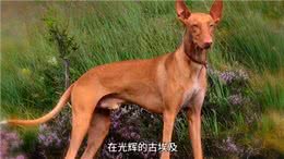 地球上跑得最快的狗，真的有狗能追上猎豹吗?