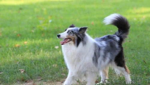 宠物犬训练过程中，如何表扬狗狗，更加聪明自信，惹人爱