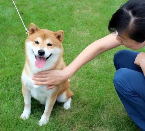 宠物犬训练过程中，如何表扬狗狗，更加聪明自信，惹人爱