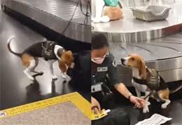 老手检疫犬工作超积极，新手狗狗则很紧张，果然是实战训练不足