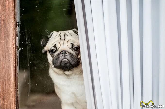 爱犬不想外出的三大心理原因及习惯外出的秘诀