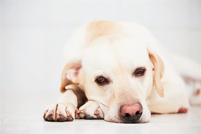 爱犬不想外出的三大心理原因及习惯外出的秘诀