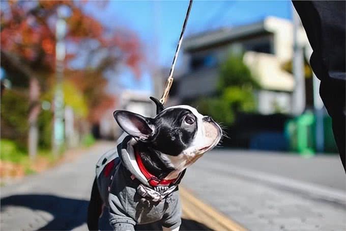 爱犬不想外出的三大心理原因及习惯外出的秘诀