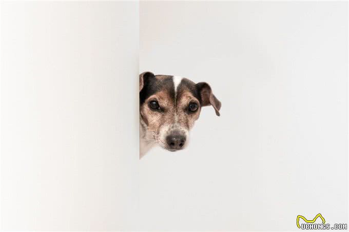 爱犬不想外出的三大心理原因及习惯外出的秘诀