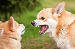 爱犬不想外出的三大心理原因及习惯外出的秘诀