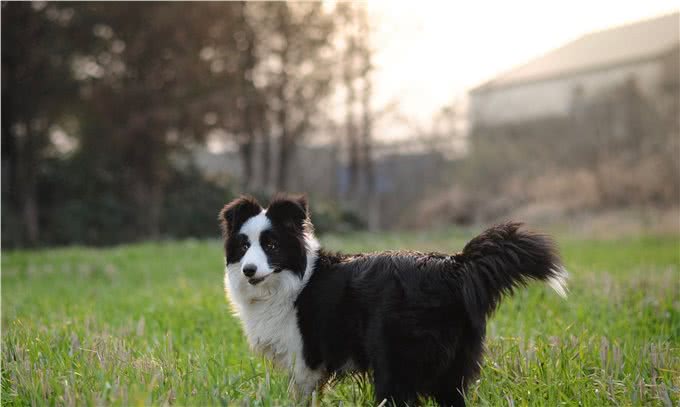 陨石色边境牧羊犬，一条价值不下十万