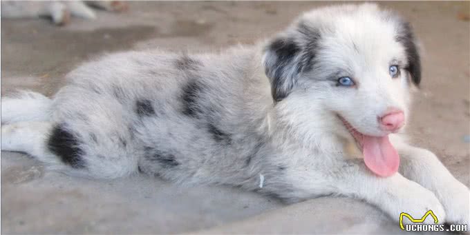 陨石色边境牧羊犬，一条价值不下十万