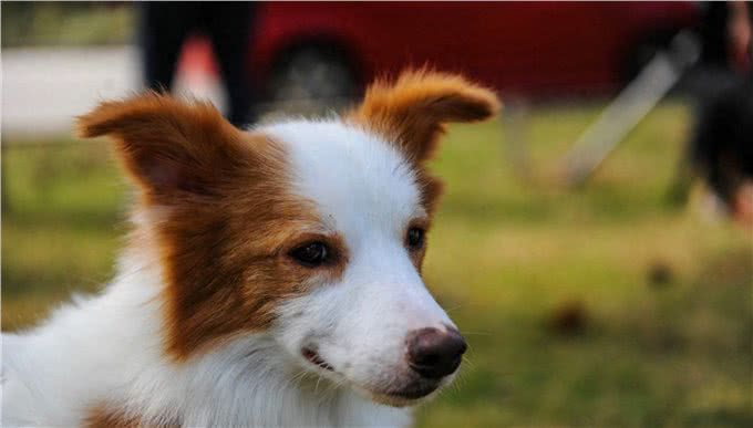 陨石色边境牧羊犬，一条价值不下十万