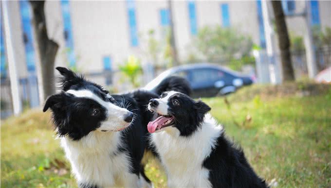 陨石色边境牧羊犬，一条价值不下十万